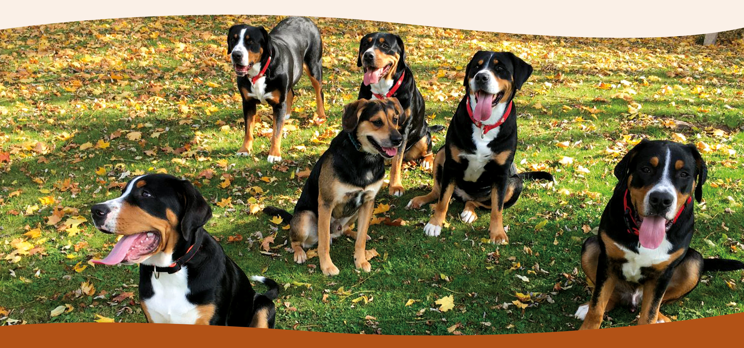Hundetransporte.com